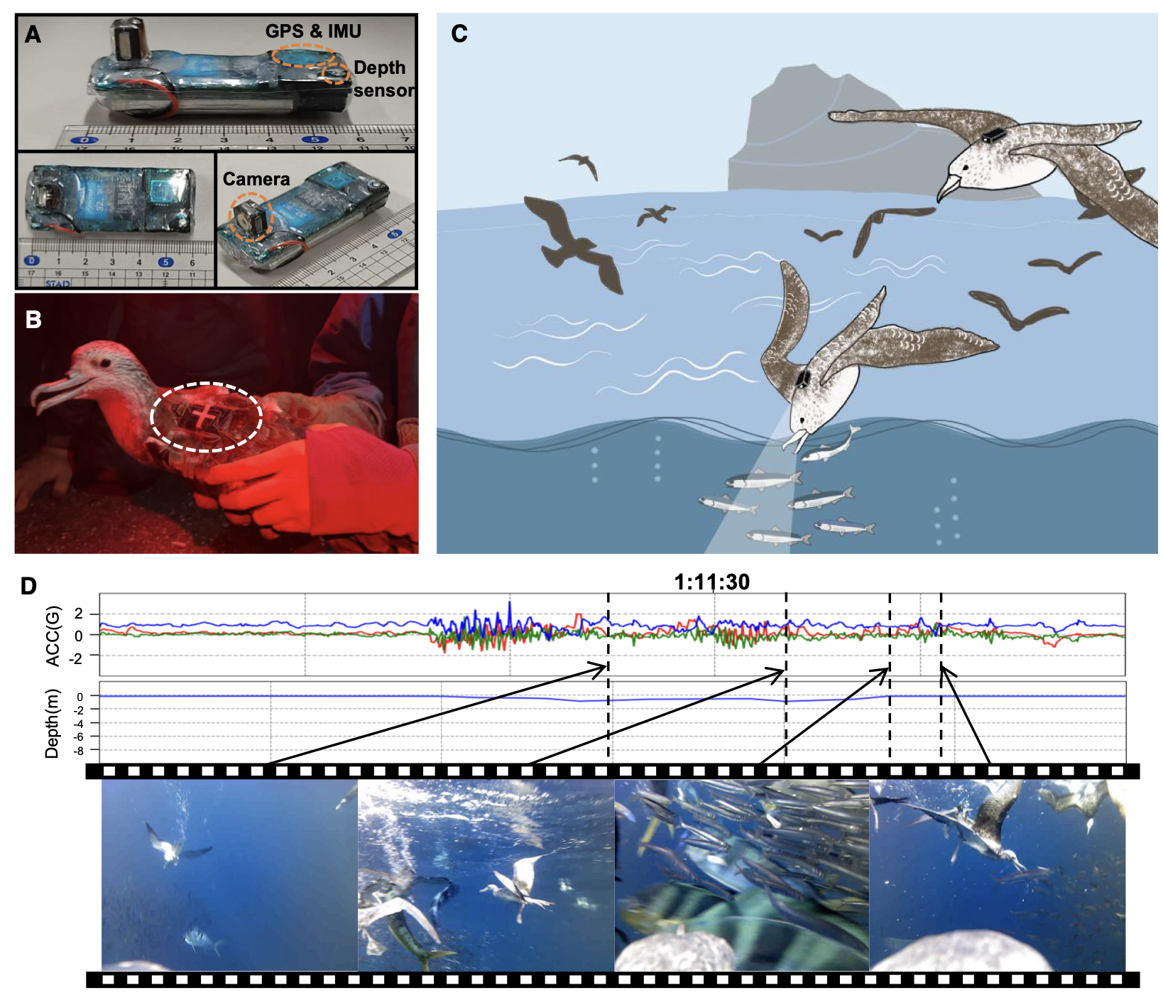 Figure for Automatic Recording of Rare Behaviors of Wild Animals Using Video Bio-loggers with On-board Light-weight Outlier Detector